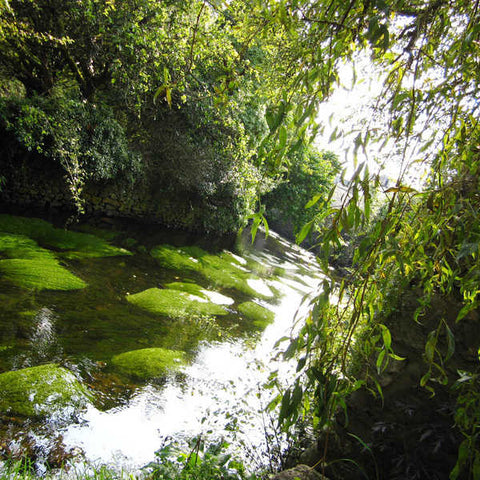 Cartmel River