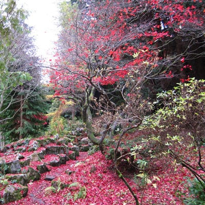 Autumn leaves, Acer tree