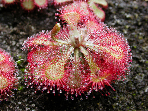 najpoznatija mesožderka rosulja drosera