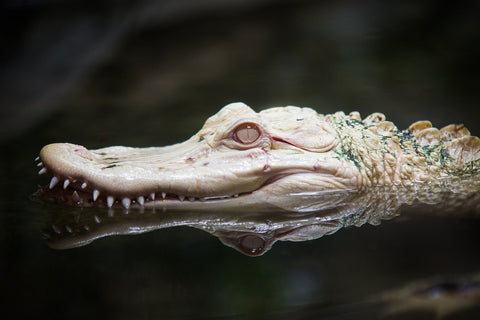 Albino aligator sa belom kožom i očima