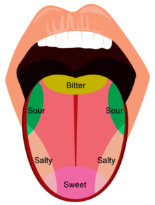 Jezik i raspoznavanje ukusa. 4 osnovna ukusa, a to su slatko, slano, kiselo i gorko.