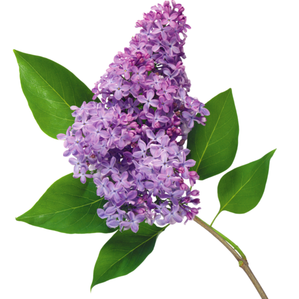 Lilac natural fragrance – Les Âmes Fleurs