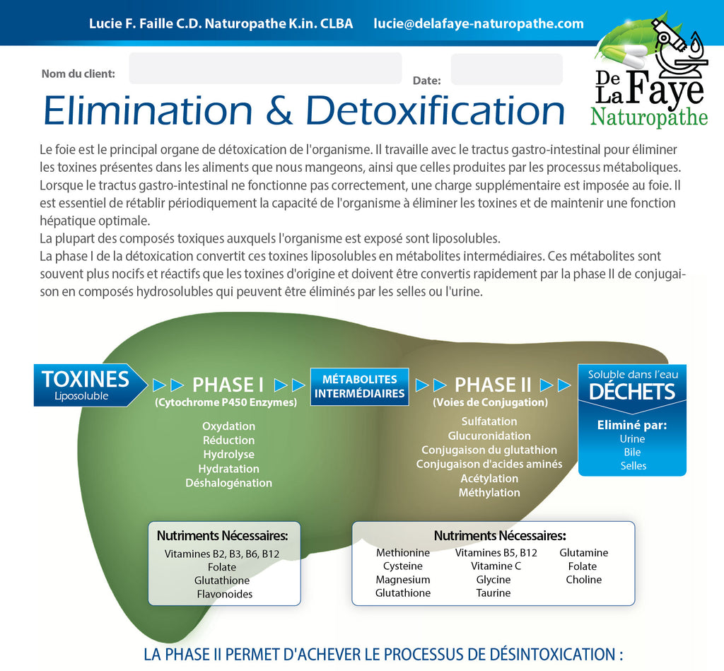 Élimination & Détoxification: Le foie, l'organe métabolique de la perte de poids.