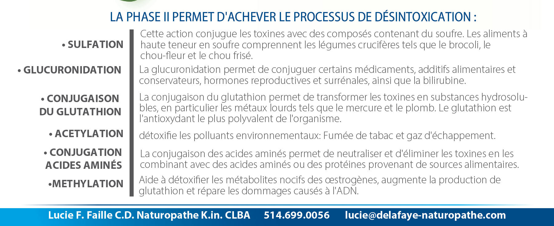 LA PHASE II PERMET D'ACHEVER LE PROCESSUS DE DÉSINTOXICATION :