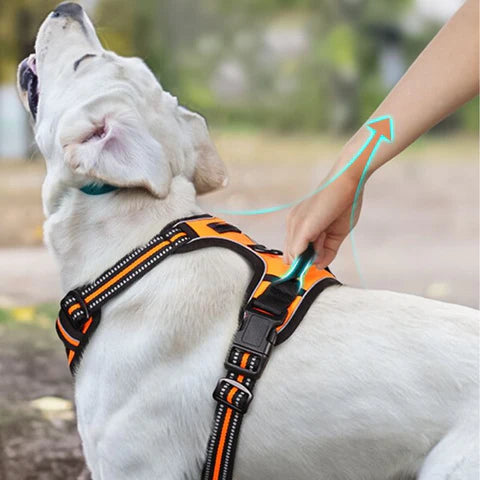 Harnais anti traction pour chiens