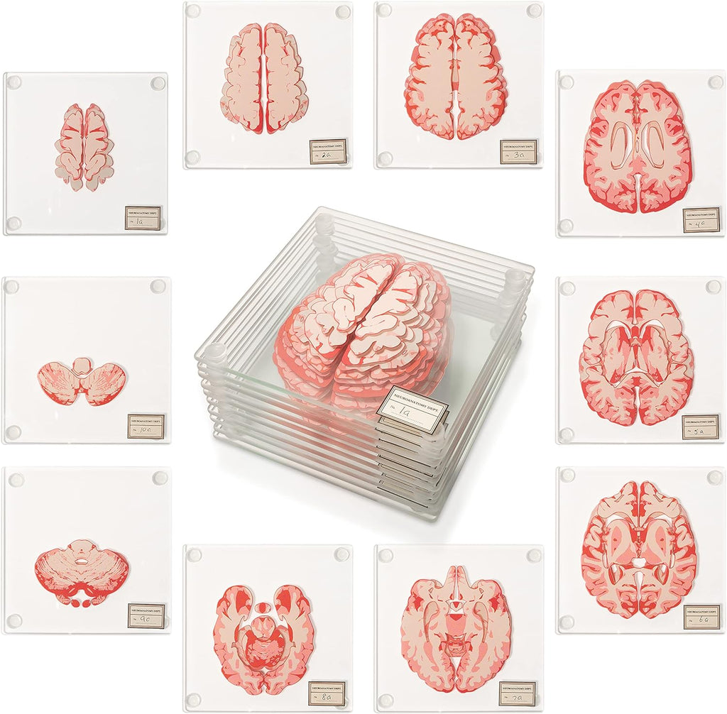 Anatomic Brain Specimen Coasters - best weird gift ideas and stuff for friends - GRANDGOLDMAN.COM