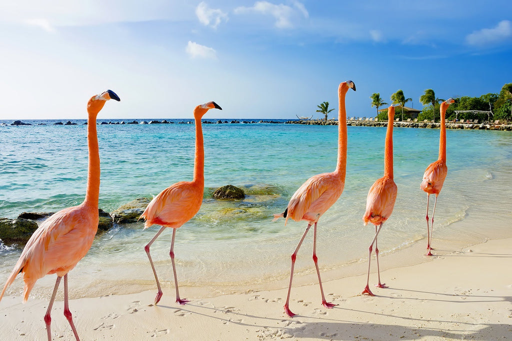 Aruba flamingoes - Best Resorts Families ARUBA
