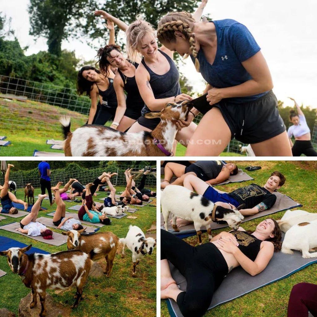 Maui Yoga with Miniature Goats - Best Things to Do in Oahu for Couples