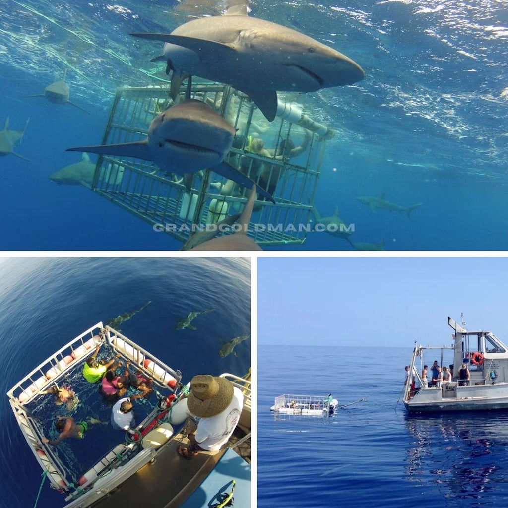 Shark Cage Diving with Hawaii's original shark tour - Best Things to Do in Oahu for Couples