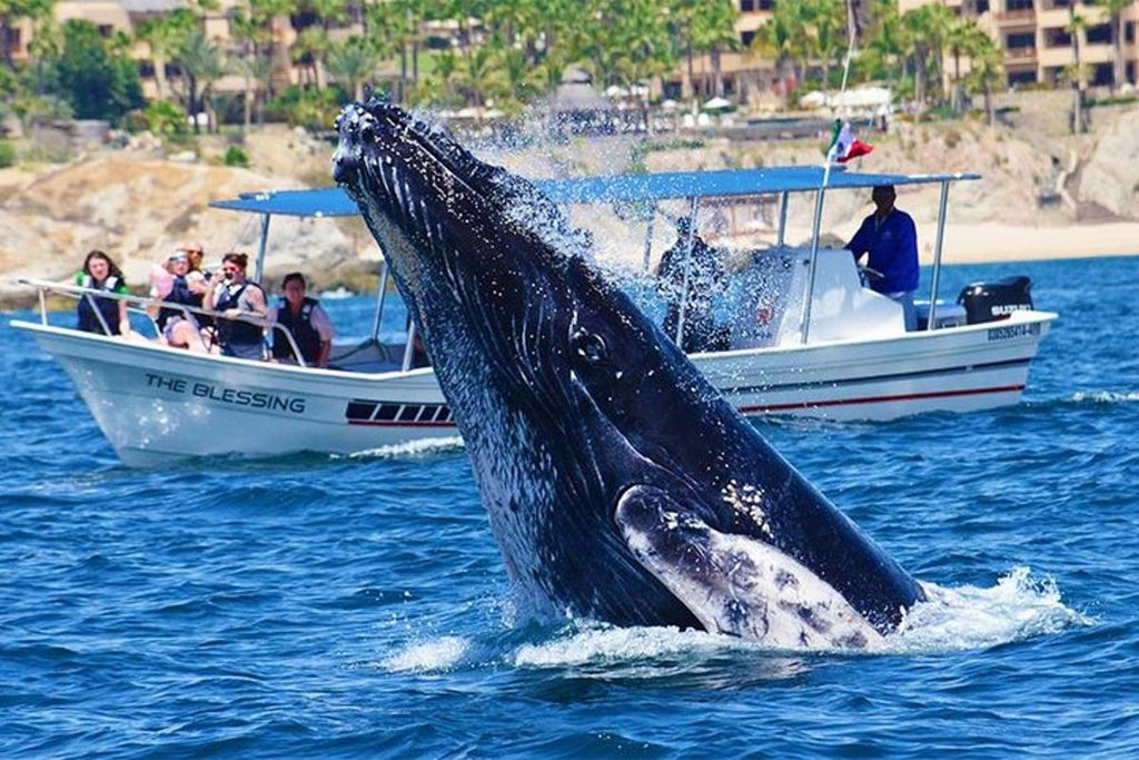 Visite en groupe d'observation des baleines au départ de Cabo - les meilleures choses à faire à Cabo San Lucas pour les couples - GRANDGOLDMAN.COM