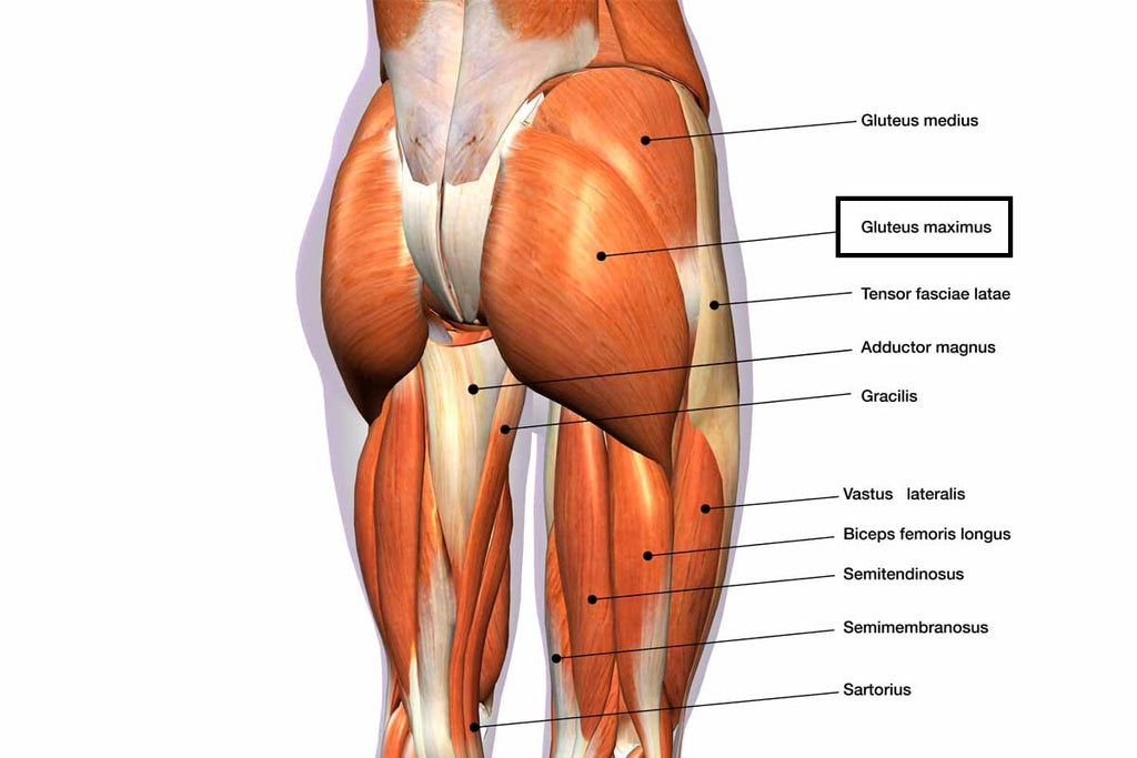 Leg Press for Glutes: Shapely Booty Guide (Easy)
