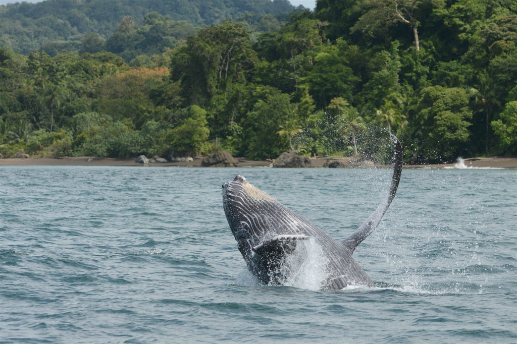 Observation des baleines sur la côte Pacifique - Les meilleurs endroits à visiter en Colombie pour les couples - GRANDGOLDMAN.COM