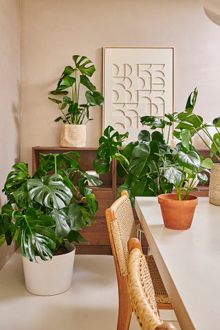 group of Monstera Deliciosa