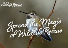 An image of a hummingbird on a branch with the words "Spread the Magic of Wildlife Rescue".