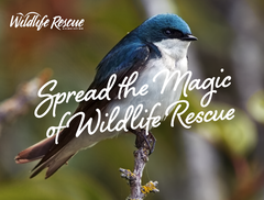 A swallow on a branch with the words "Spread the magic of Wildlife Rescue".