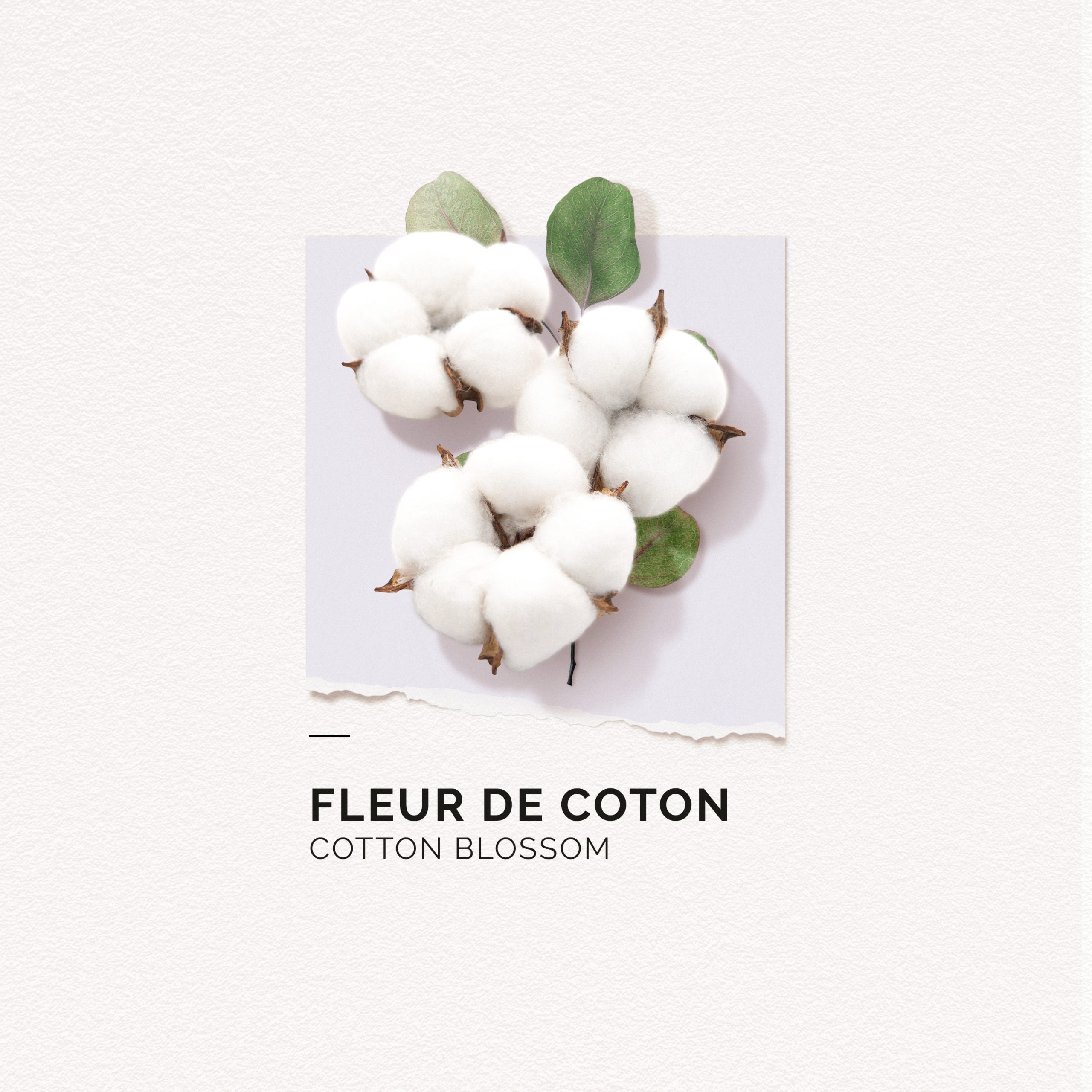 Fleur de Coton - 15ml – Solinotes