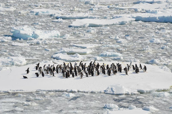 penguins on an iceberg