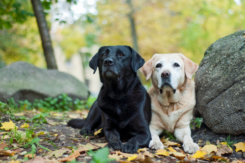 two labrador retrievers next to each other