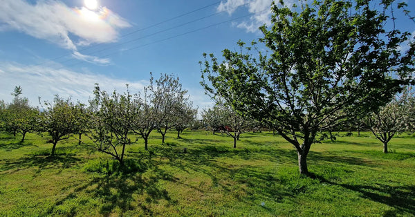 Apple Orchard