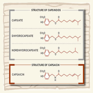 Capsinoids chemical chart