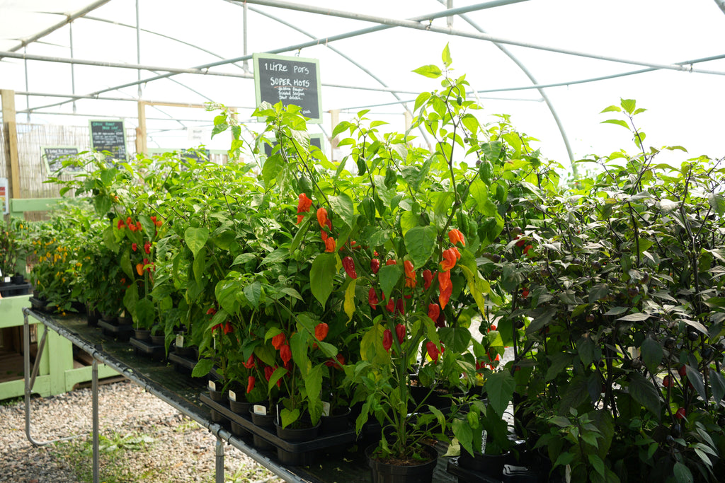 Chilli plants in nursery shop