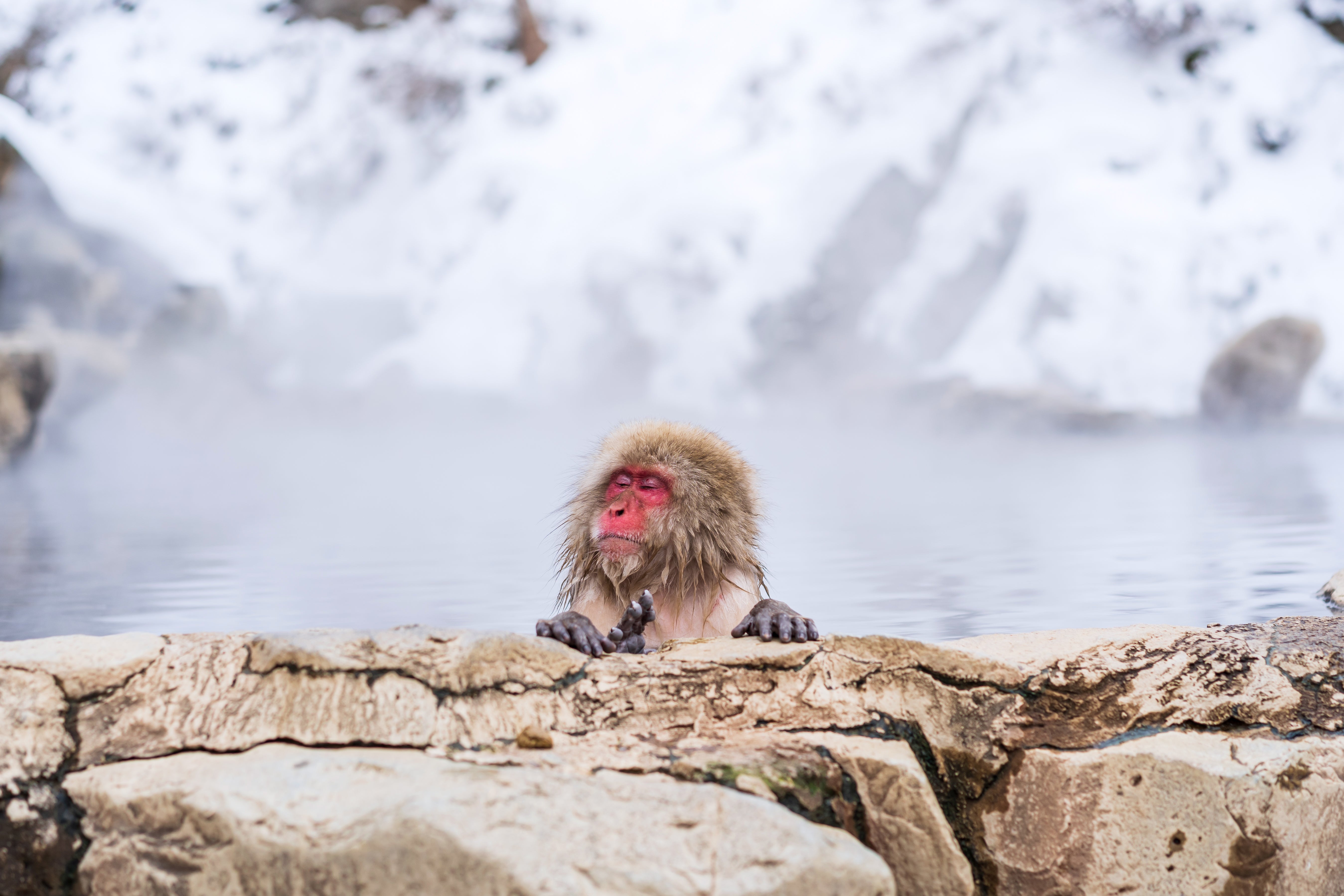 onsen hot spring snow monkey