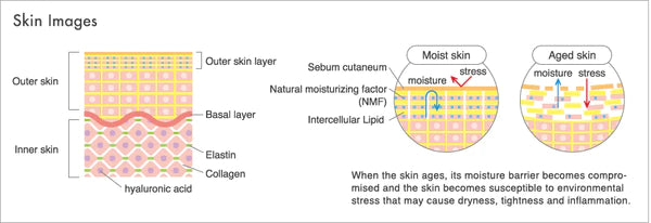 why amino acids are important for your skin