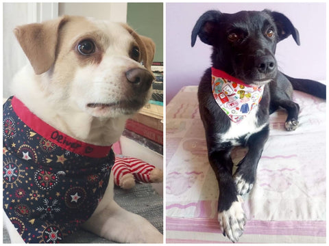 Images of two dogs. Oliver, on the left, is a small cream white dog with beige ears. Daphne, on the right, is a small black dog with white chest and paws. They are both wearing colorful handmade bandanas.