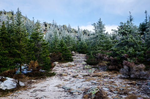 Christmas tree plantation