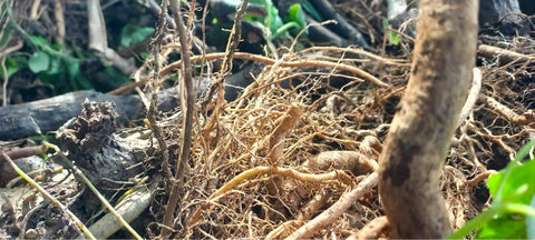 Tongan Kava Root