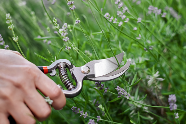 Lavendel snoeien