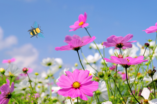 Cosmea zaaien in je moestuin