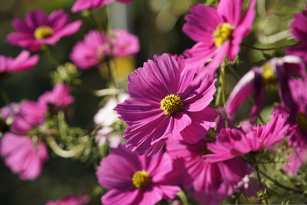 cosmea zaaien