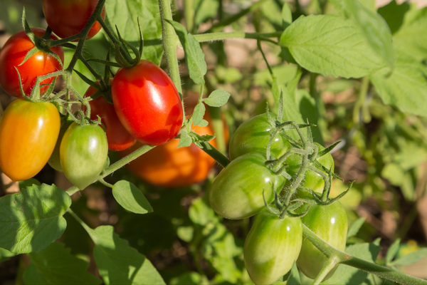 tomaten oogsten