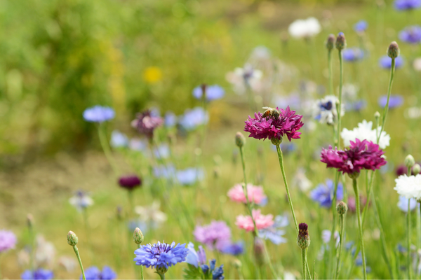 Korenbloem zaaien