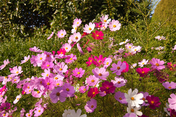 Cosmea zaaien