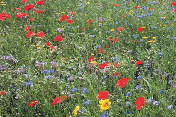 wilde bloemenzaaien