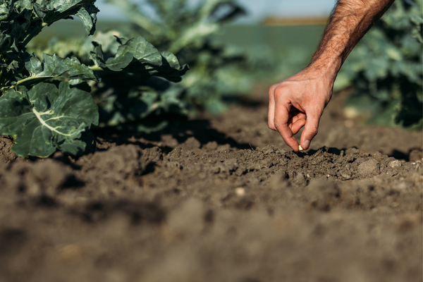 zaadjes planten moestuin