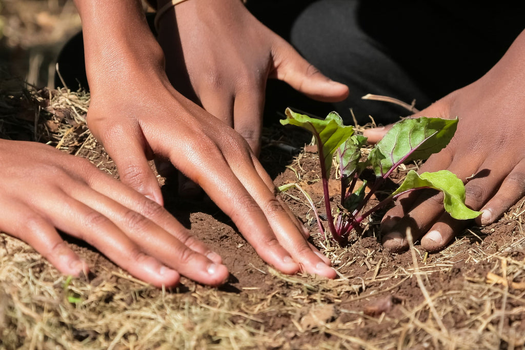 no dig moestuin