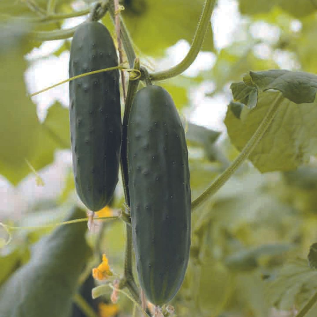 Graines de légumes - Concombre