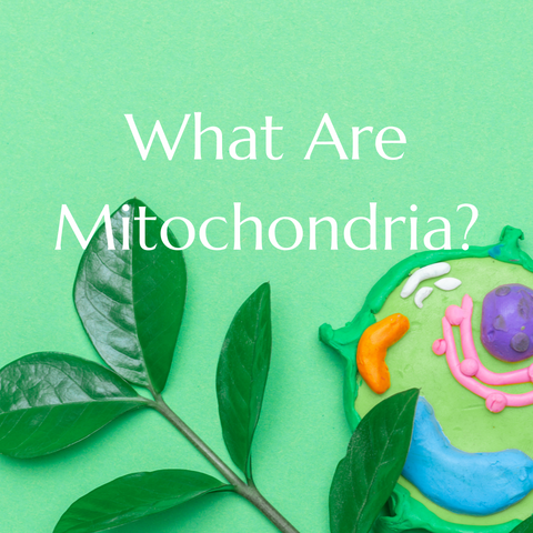What Are Mitochondria?