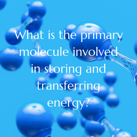 What is the primary molecule involved in storing and transferring energy?