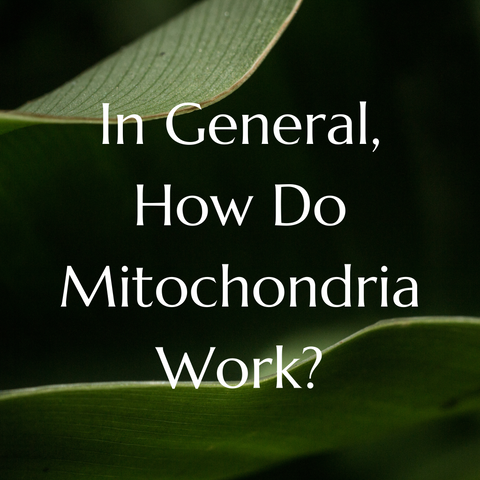 In General, How Do Mitochondria Work?