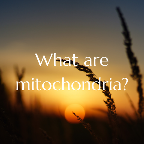 What are mitochondria?