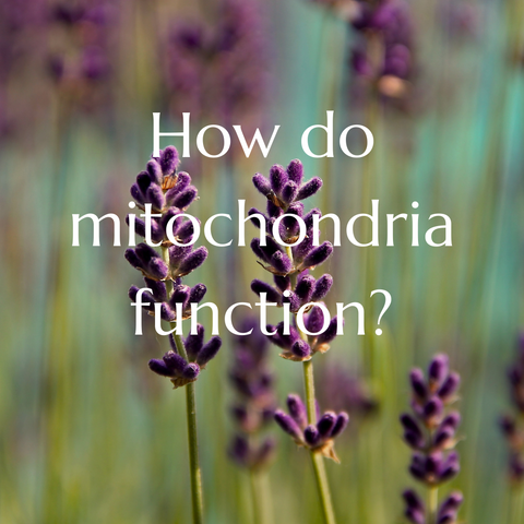 How do mitochondria function?