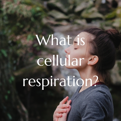 What is cellular respiration?