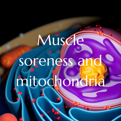 Muscle soreness and mitochondria