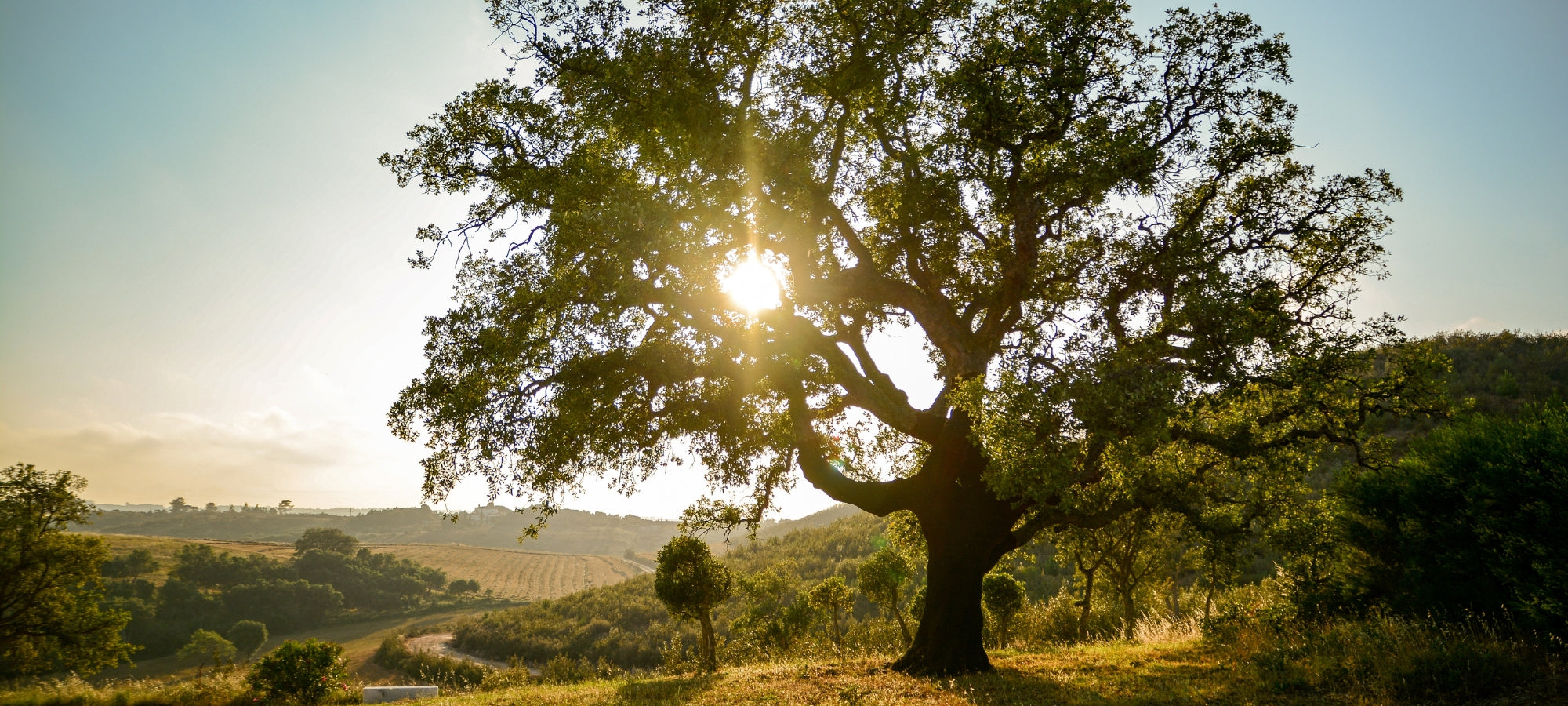 Dieses Foto zeigt eine malerische Landschaft im Alentejo, Portugal. Die warme Abendsonne taucht die Szenerie in goldenes Licht und lässt den blauen Himmel und die grünen Bäume lebendig erscheinen. Ein friedlicher Ort, der zur Entspannung einlädt.