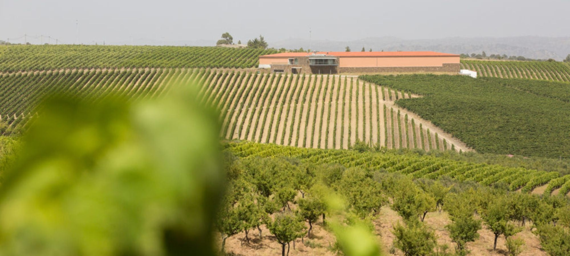 Das Foto zeigt die Quinta dos Castelares, ein Weingut im Douro-Tal in Portugal. Das Gebäude ist aus Stein und hat ein rotes Dach. Es ist von Weinbergen umgeben.