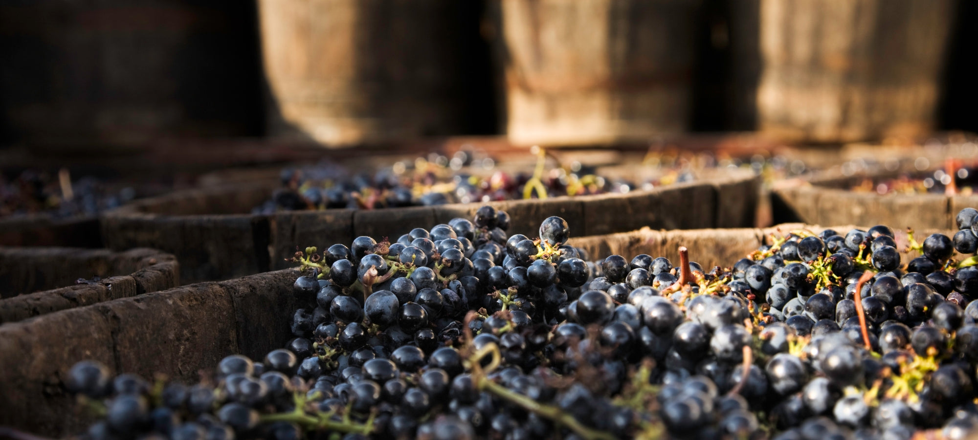 Bild von frischen Trauben in einem Behälter während des Weinherstellungsprozesses.